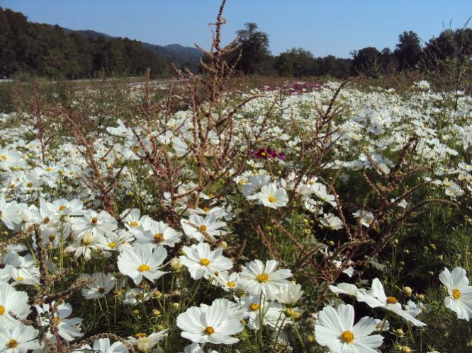 Daisies on HWY 64E on the way to the Dragon. NC has state program that plants flowers along roads...