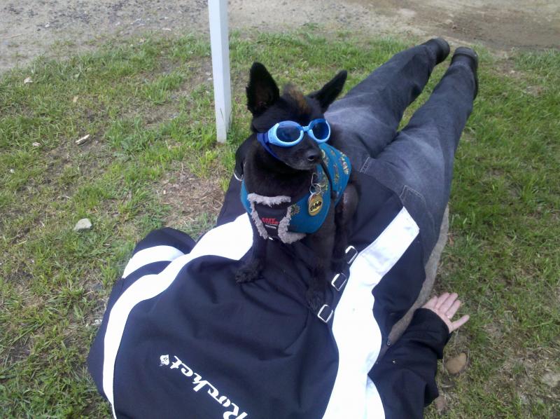 Deb "Planking" with Teddy on top - Close Up