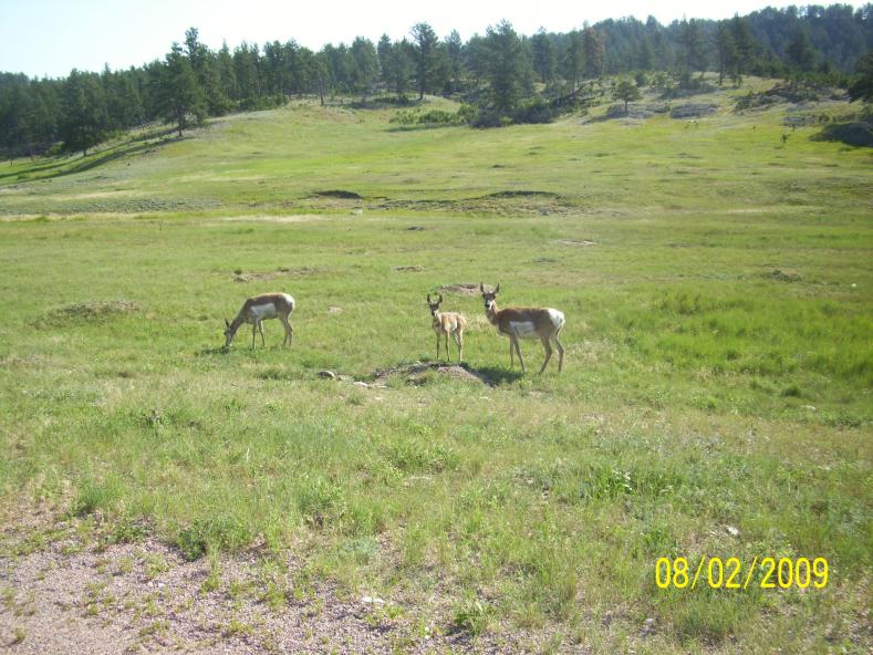 Deer or antelope? Saw both.