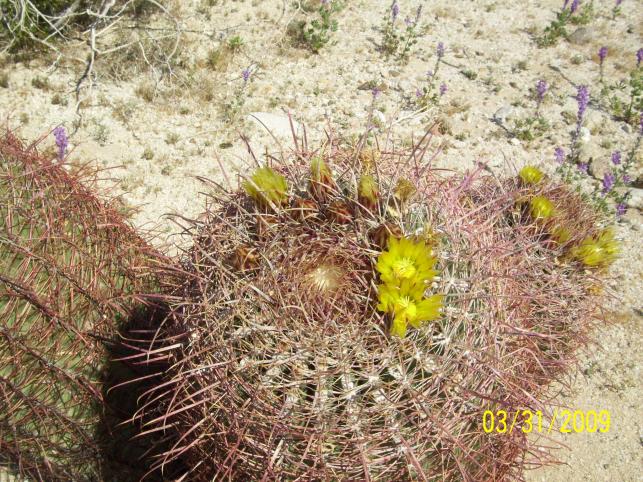 Desert Flower, San Diego  S-2