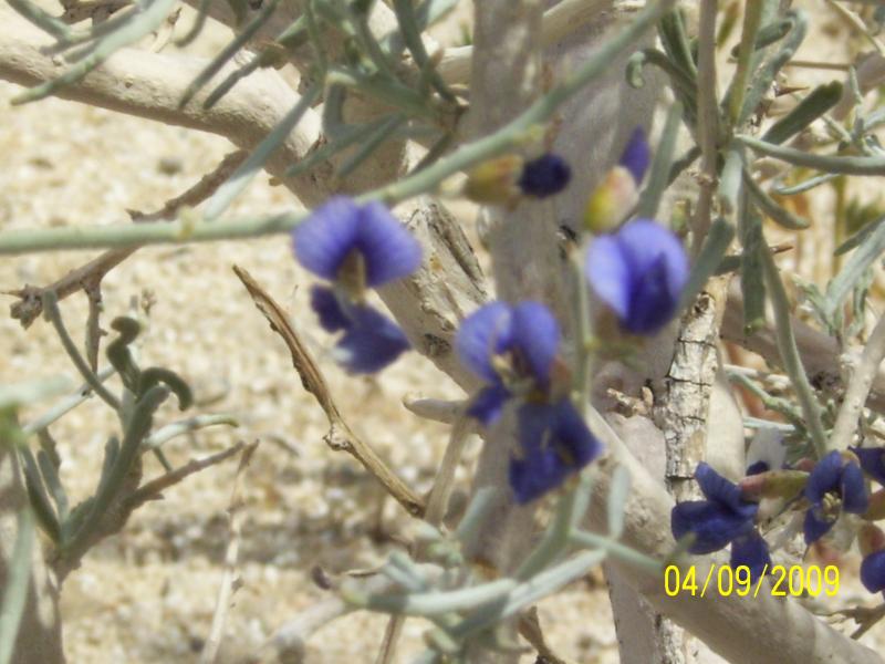 Desert Wildflower, San Diego  S-2
