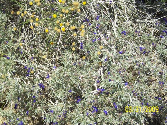 Desert Wildflower, San Diego  S-2