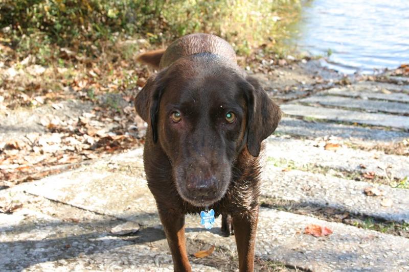 Dog at Savannah River