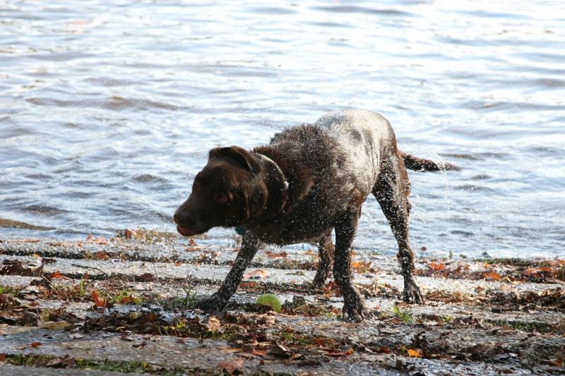 Dog at Savannah River