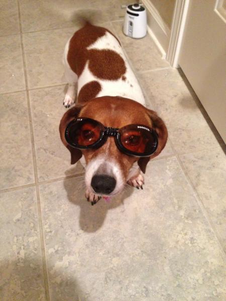 Doggles