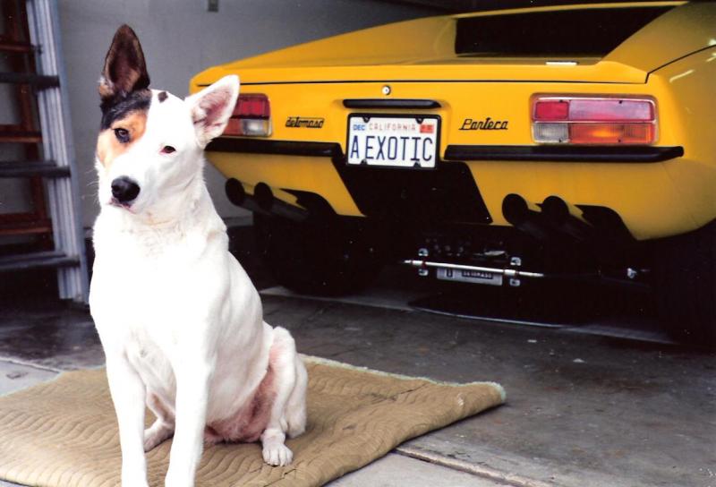 Dolly (RIP) and 1972 Pantera #2886