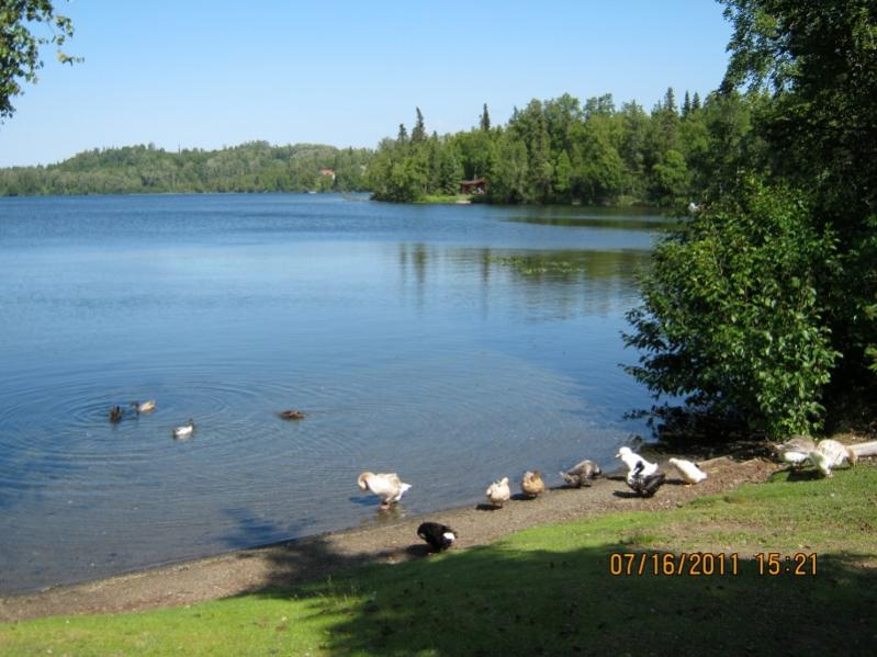Ducks at Daniels Lake
