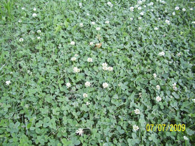Dudley enjoyed the clover.