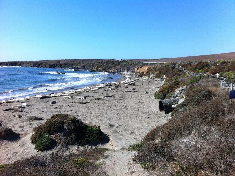 Elephant Seal Beach