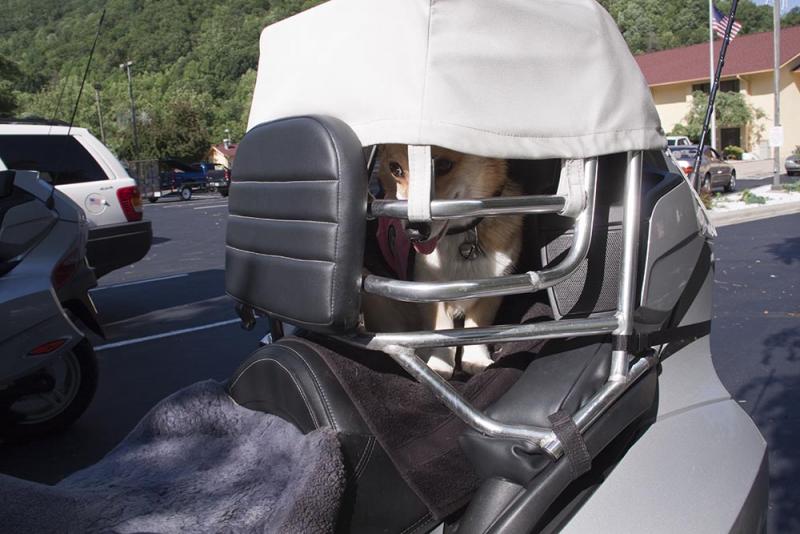 Fantastic dog hauler