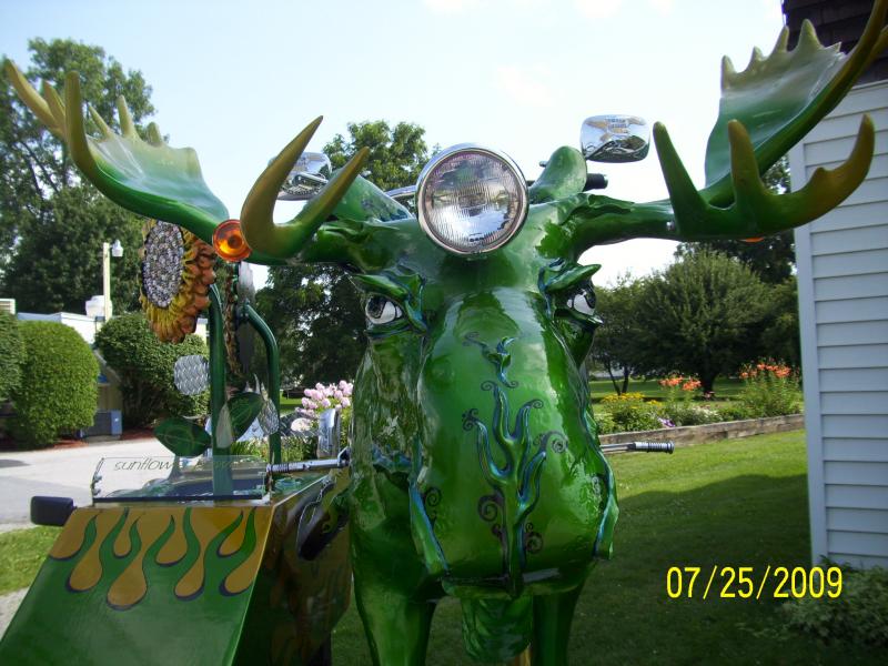 Finally spotted a moose.