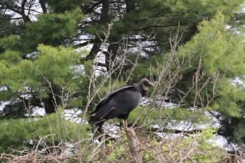 Flock of vultures on Springtown Road