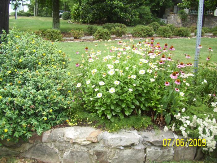Flowers along the wall.