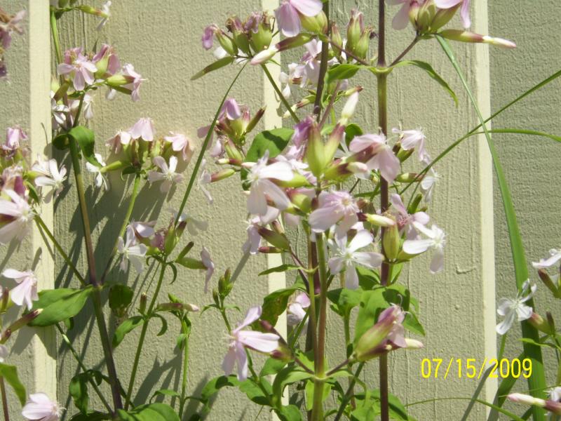 Flowers near the pier in Plymouth, MA.