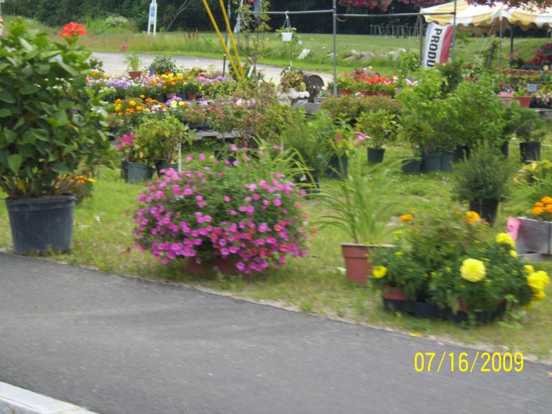 Flowers on the way to Exeter, NH.
