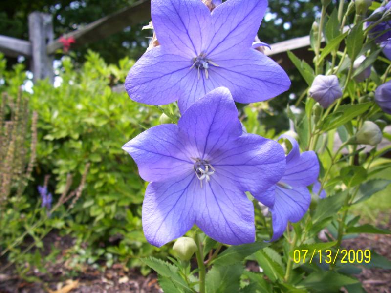 Flowers welcome you too.