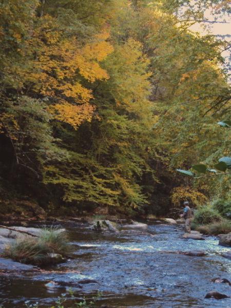 Fly fishing for trout