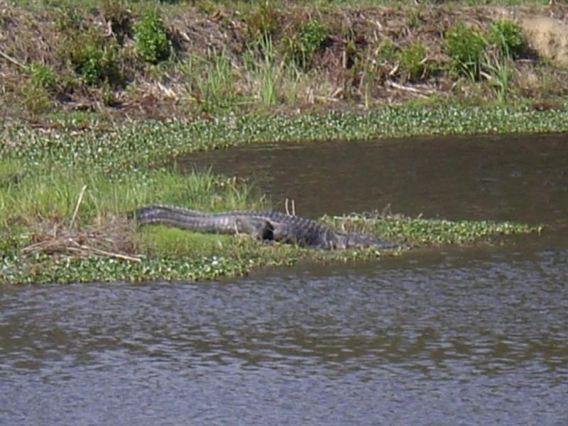 gator