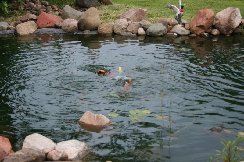 Goldfish Feeding Frenzy 2