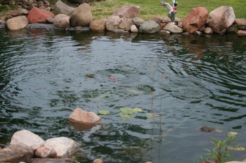 Goldfish Feeding Frenzy