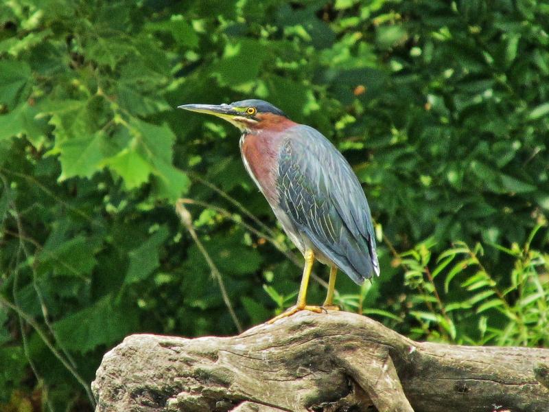 Green Heron