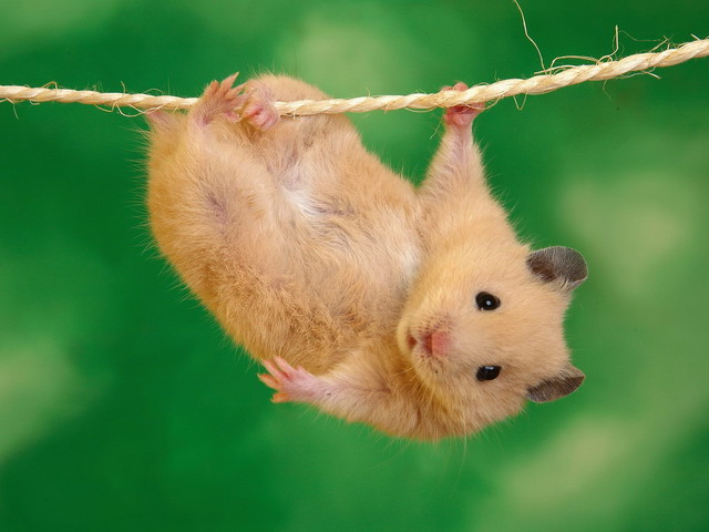 hamster[1]