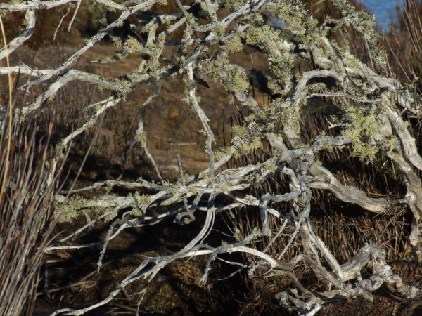 Highland Lakes sticks, Central Highlands Lakes, Tasmania