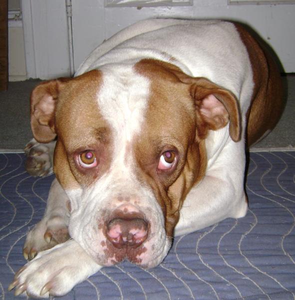 Hogbody my 4 yr old bulldog