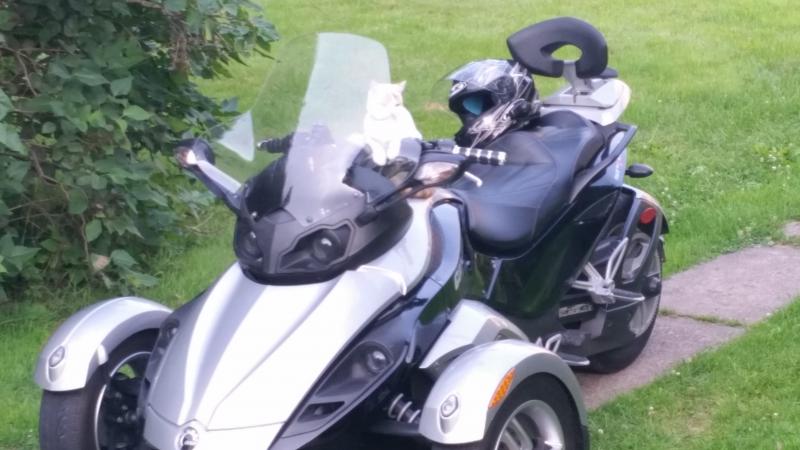 Home - Summer 2014 and I think Lilly the cat would like to go for a ryde.