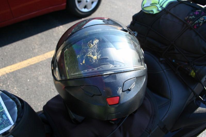 Huge dragonfly splat!