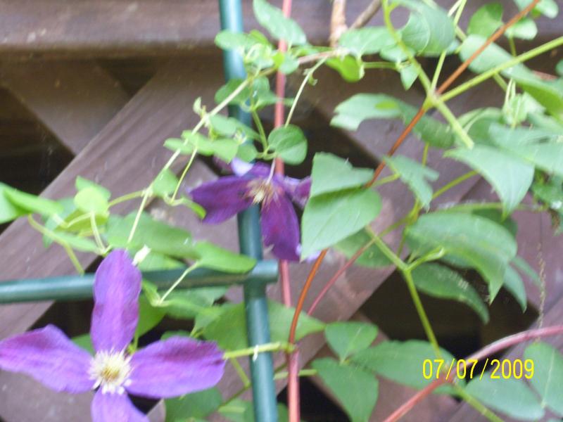 I question this too, climbing like morning glories, but??