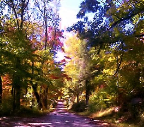 IMG 20111014 00224 Forest Service trail in the fall, Rabun County