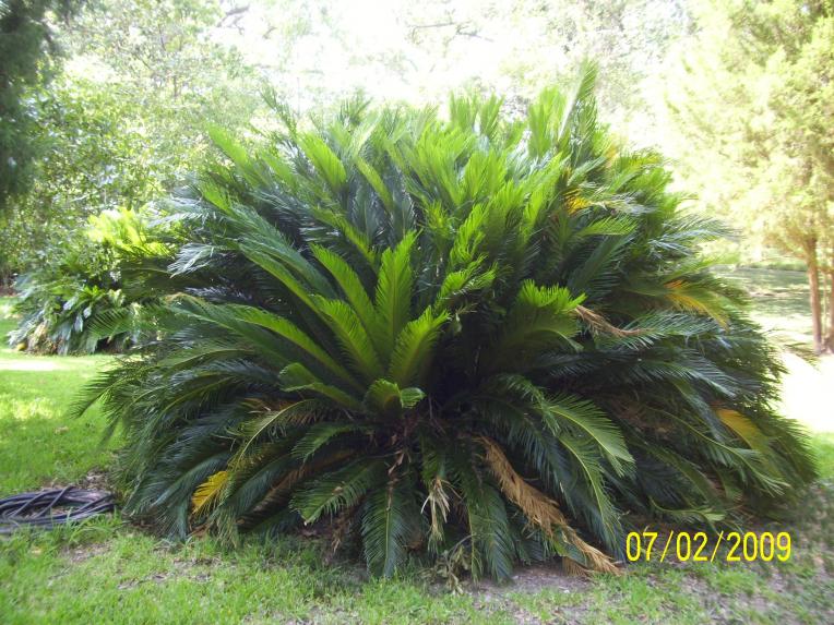 In the garden; not sure what type of palm this could be.