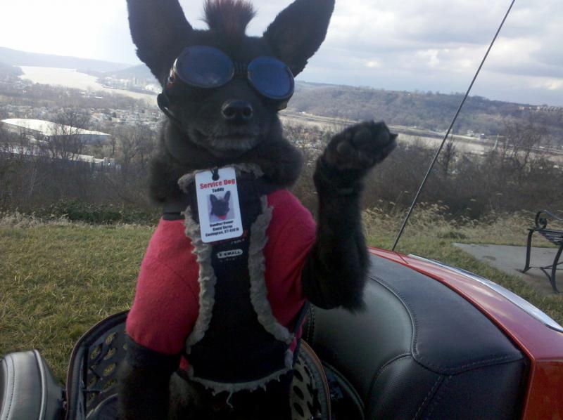 Jan 2012
out ryde'n the hills of Covington
mid Jan & it hit 60 degrees
Here's Teddy say'n, "Hey!"