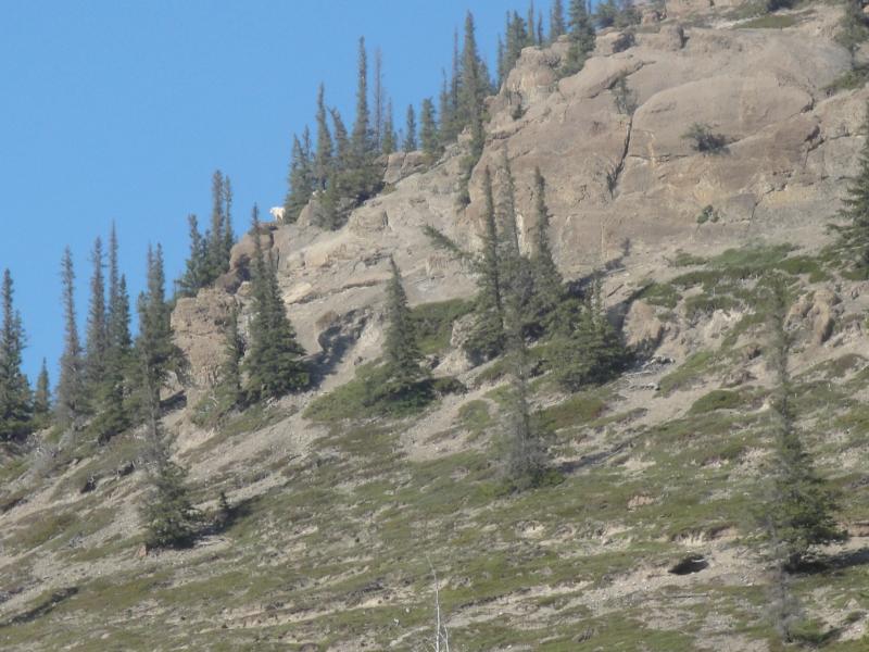 Jasper National Park, Alberta - A Mountain Sheep.