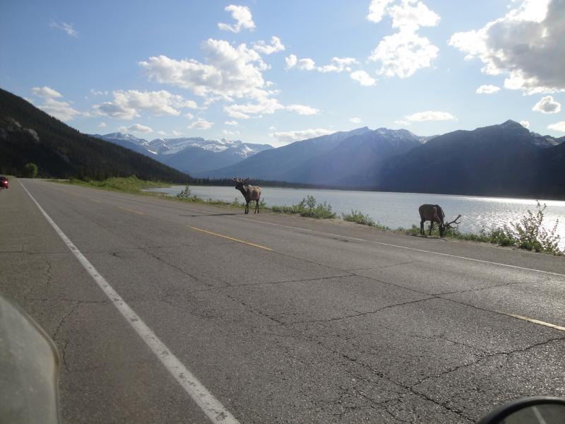 Jasper National Park, Alberta - Too friendly elk