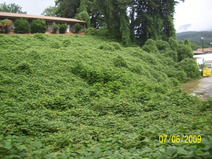 Kudzu abounds.