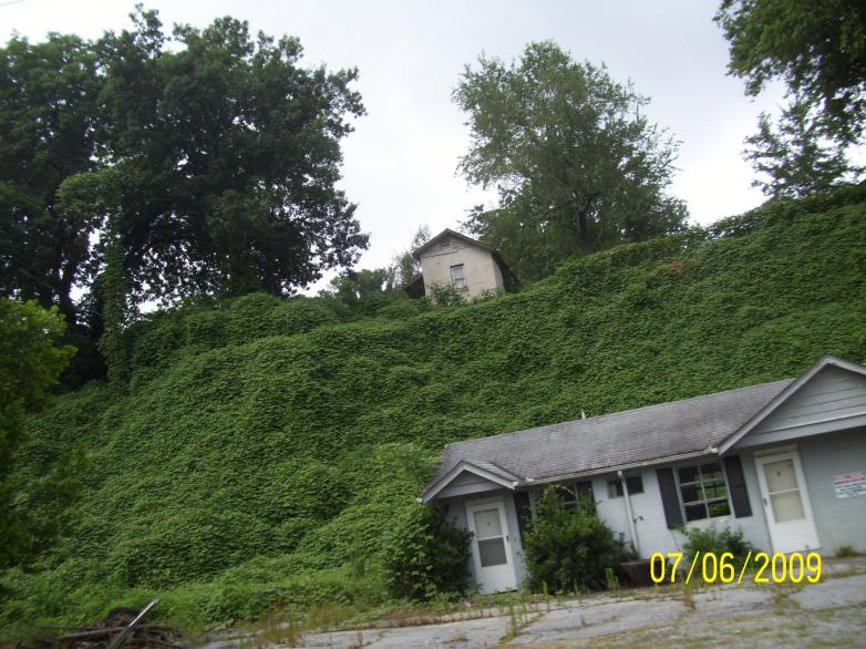 Kudzu at work.