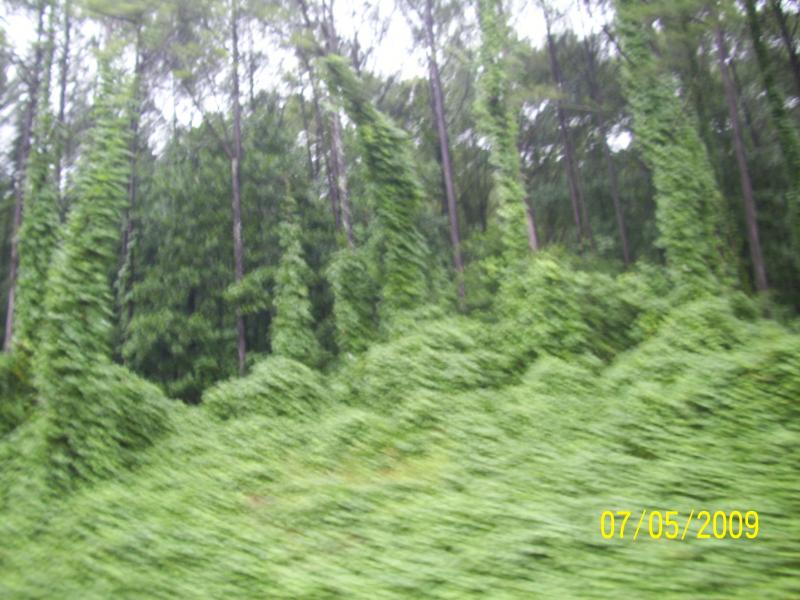 Kudzu in a woosh.  I-59 North