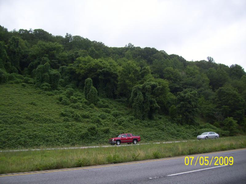 Kudzu; it's a novelty so please bear with me. I realize how invasive and deadly to the plants it is but it's gruesomely awesome.  I-59, south of Chatt
