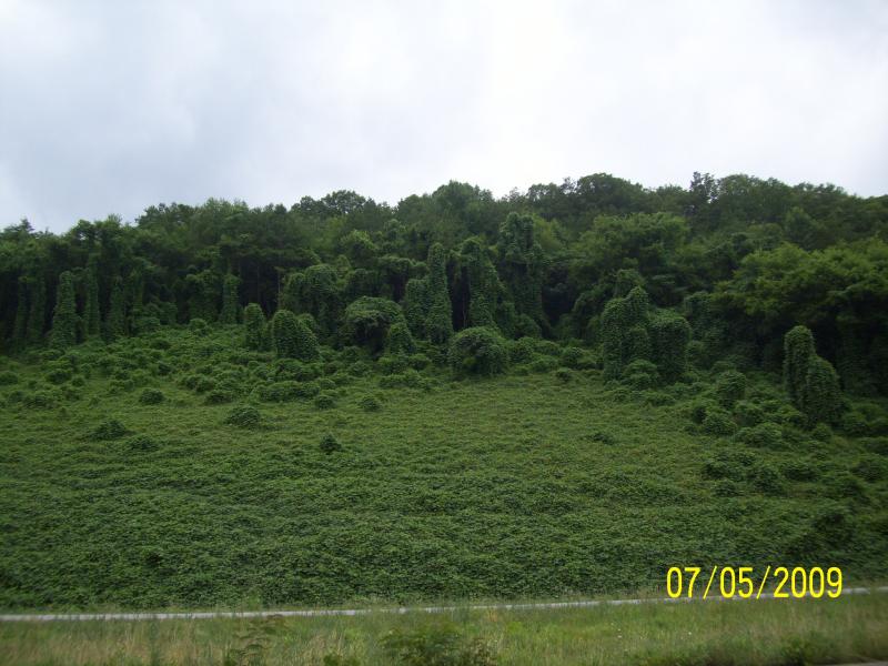 Kudzu.