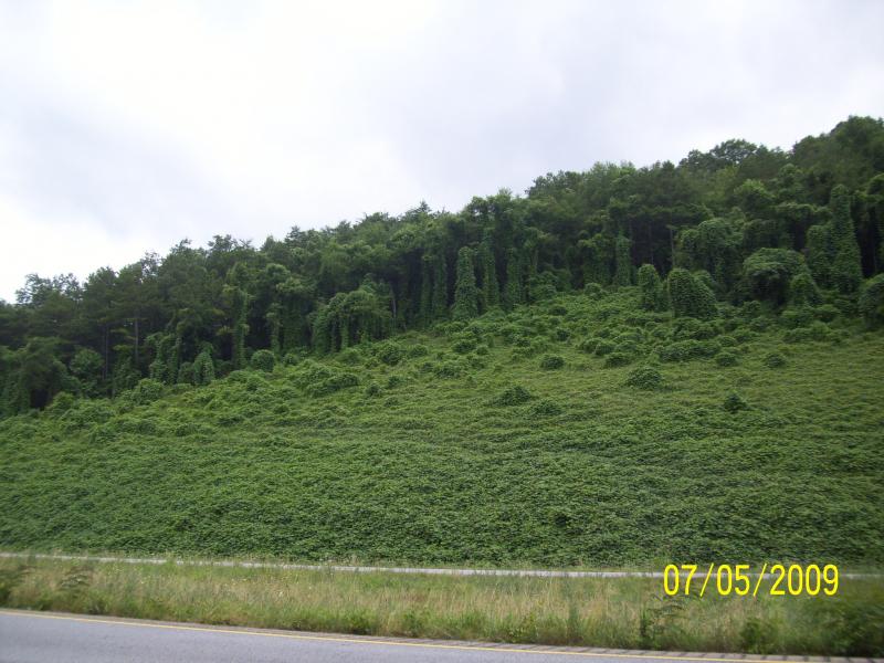 Kudzu.