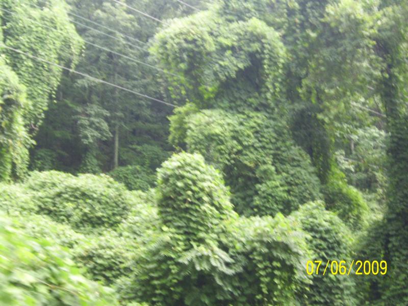 Kudzu