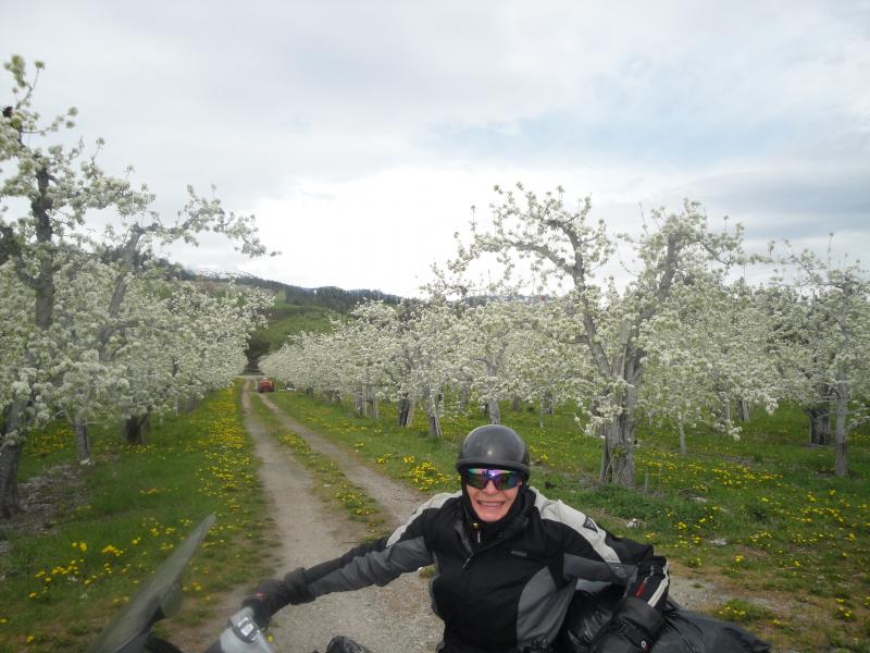 Leavenworth, Washington - Pear orchards