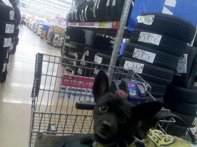 Looki'n adoarable as we wait at the Walmart Tire Store