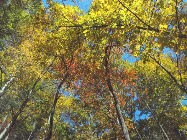Looking up in the polar forest