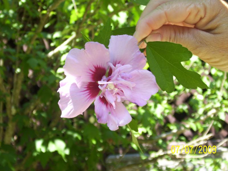 Looks like hibiscus but it was growing on a tree at the house, anyone know what it might be?