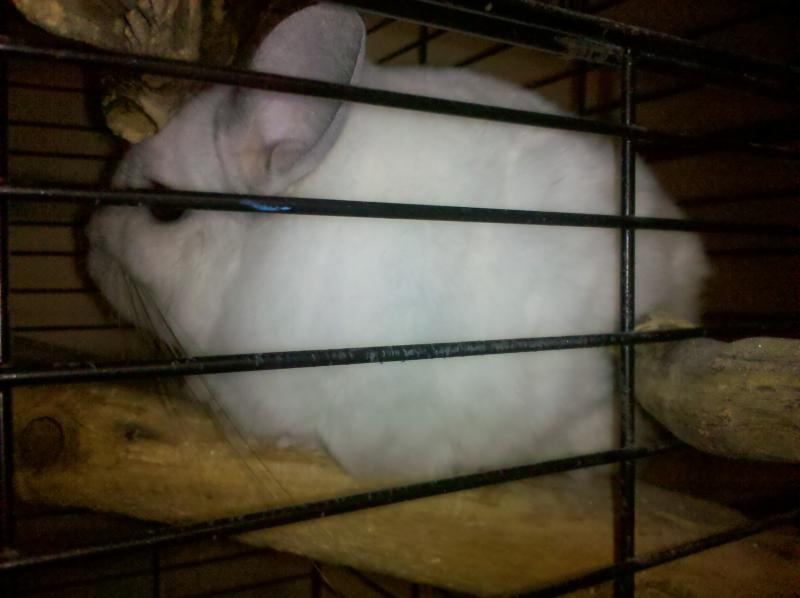 LOUIE my Pet Chinchilla