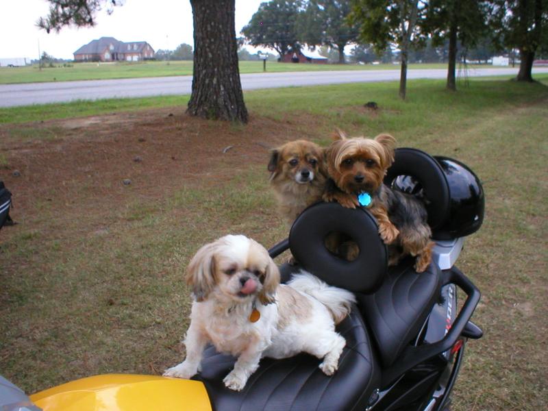 Max, Snikers and Gizmo