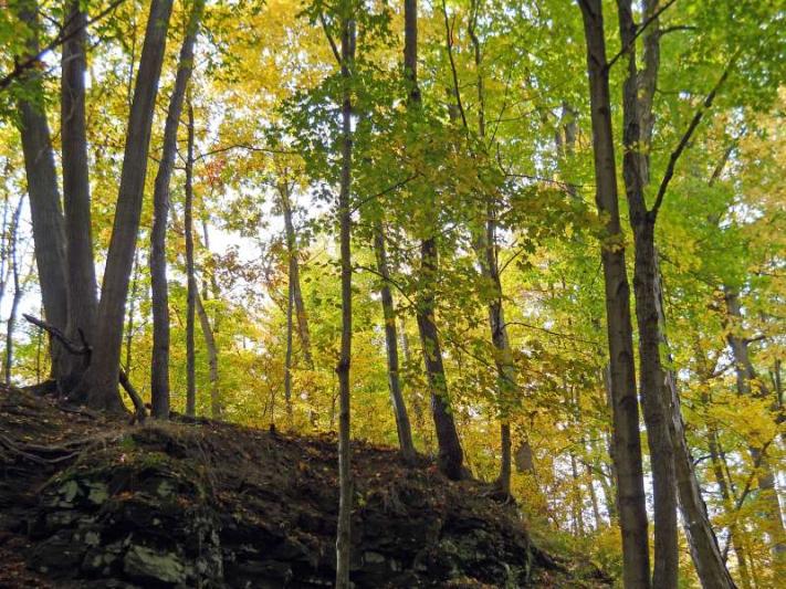 Michigan Color Tour 2011
Fitzgerald Park
Grand Ledge, MI